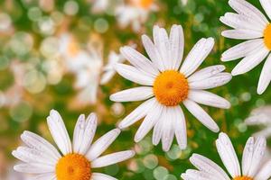 White bright daisy flowers on a background of the summer landscape. photo