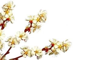 Flowering branch of apple isolated on a white background. Spring photo