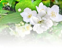 Spring landscape with delicate jasmine flowers photo