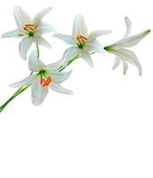 lily flowers isolated on white background photo