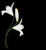 white lily flower on a black background photo