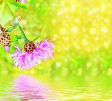 Bright and colorful flowers cornflowers on background summer landscape. photo