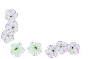 Petunias isolated on a white background. Colorful flowers. photo