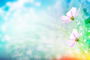 Colorful cosmos flowers on a background of summer landscape. photo