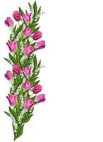 spring flowers tulips isolated on white background photo