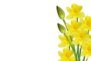 spring flowers narcissus isolated on white background photo