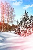 Winter forest. Winter landscape. photo