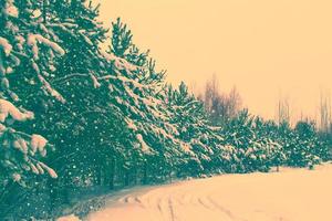 bosque de invierno congelado con árboles cubiertos de nieve. foto