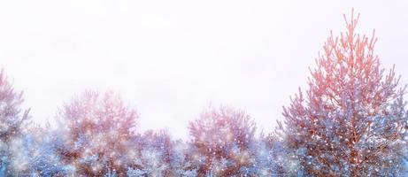 Frozen winter forest with snow covered trees. photo