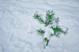 bosque de invierno congelado con árboles cubiertos de nieve. foto