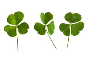 hojas de trébol verde aislado sobre fondo blanco. Día de San Patricio foto