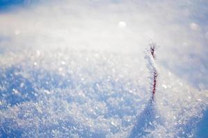 Blurred frozen grass. Winter abstract background. Landscape. photo