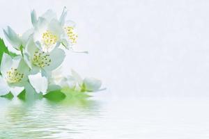White jasmine The branch delicate spring flowers photo