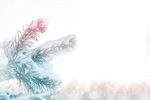 Frozen winter forest with snow covered trees. photo