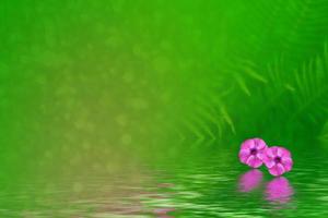 Colorful bright phlox flowers on a background of summer landscape. photo