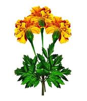 Marigold flowers isolated on white background photo