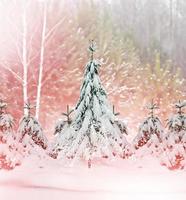 Winter Forest. Winter landscape. photo