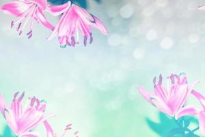 Bright colorful lily flowers. Floral background. photo