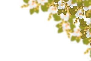 branch of jasmine flowers isolated on white background. photo