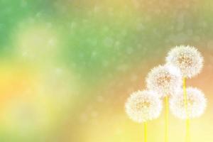 Fluffy dandelion flower against the background of the summer landscape. photo