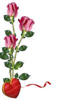 Red roses on white background photo