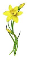 spring flowers narcissuses isolated on white background photo