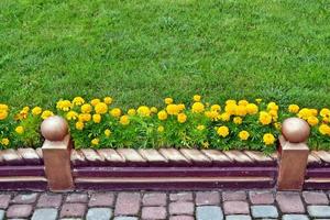 Colorful bright flowers marigold against the background of the summer landscape. photo