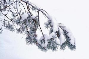 forest in the frost. Winter landscape. Snow covered trees. photo