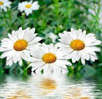 Wildflowers daisies. Summer landscape. white chamomile flowers photo