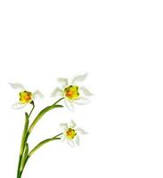 spring flowers snowdrops isolated on white background. photo