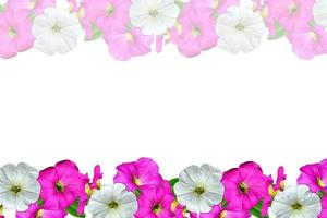 petunia flowers isolated on white background photo