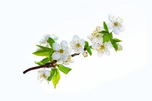 Flowering branch of cherry isolated on a white background. photo