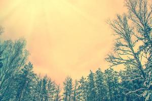 Frozen winter forest with snow covered trees. photo