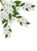 branch of jasmine flowers isolated on white background photo