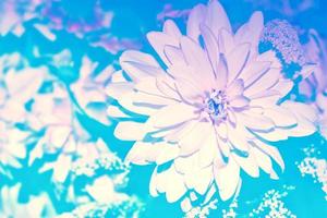 Colorful dahlia flowers on a background of the autumn landscape photo