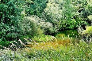 paisaje de verano. río en el bosque. foto