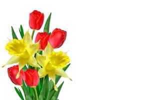 spring flowers narcissus isolated on white background photo