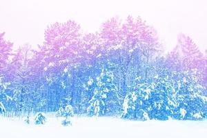 Frozen winter forest with snow covered trees. photo