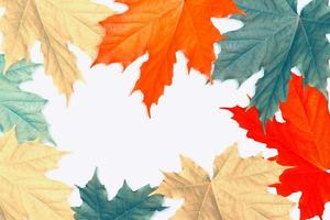 Bright colorful autumn foliage photo