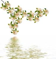 Flowering branch of apple isolated on a white background. Spring photo