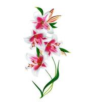 lily flowers isolated on white background photo