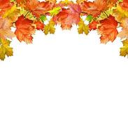 autumn leaves isolated on white background photo