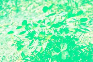 Green clover leaves on a background summer landscape photo