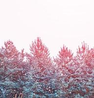 bosque de invierno congelado con árboles cubiertos de nieve. foto