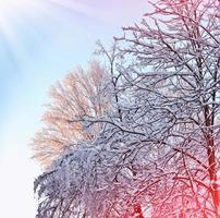 Frozen winter forest with snow covered trees. photo