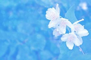 White jasmine The branch delicate spring flowers photo