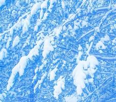 Frozen winter forest with snow covered trees. photo