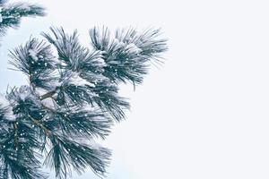 forest in the frost. Winter landscape. Snow covered trees. photo