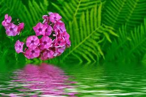 Colorful bright phlox flowers on a background of summer landscape. photo