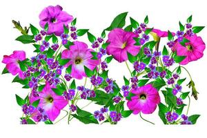 petunia flowers isolated on white background photo